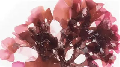 Chondrus Crispus Extract