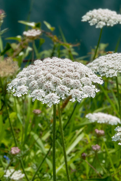 Crambe Abyssinica Seed Oil