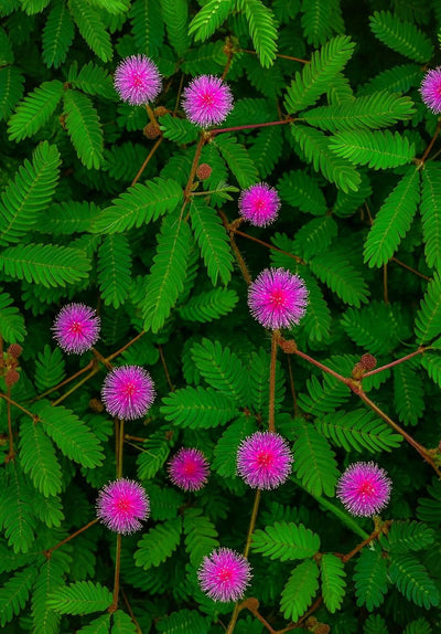 Trehalose