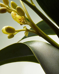 Abyssinian Oil