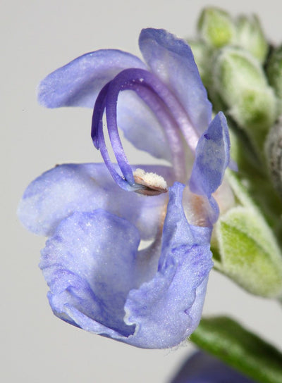 NATURAL MOISTURISING FACTOR COMPLEX