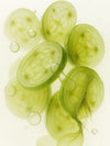 Tocopherol