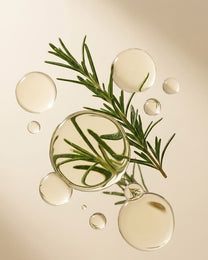 Rosemary Extract