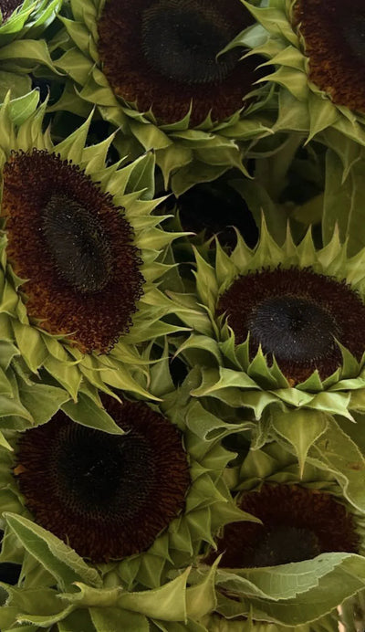 Helianthus Annuus (Sunflower) Seed Oil